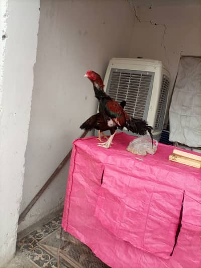 Aseel jora for sale Location Chatri Chowk Khana pull