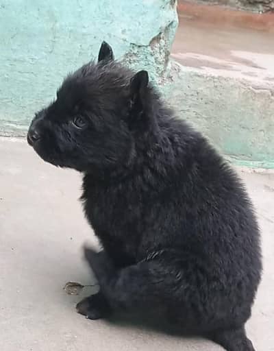 black German Shepherd For sale