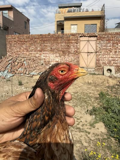 Pure mianwali old bloodline