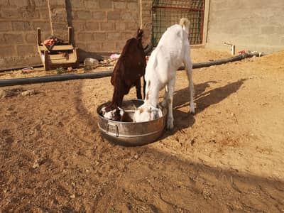 2 patth for sale kheeri