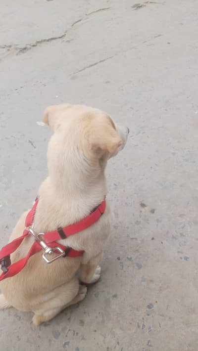 Labrador female age 3 month