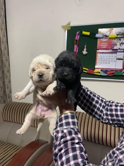 LABRADOR pedigree puppy imported bloodline