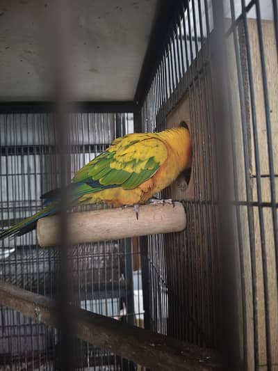 sunconure female with DNA  healthy active