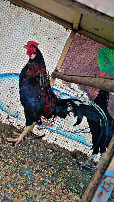 Full assel set up read full description