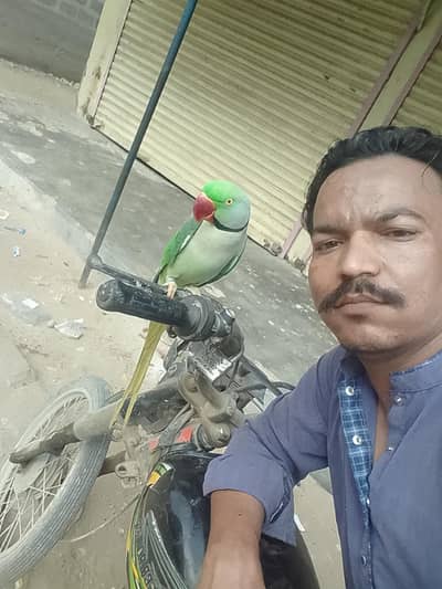 Raw/pahari/kashmiri/Alexander full hand tame talking /parrot