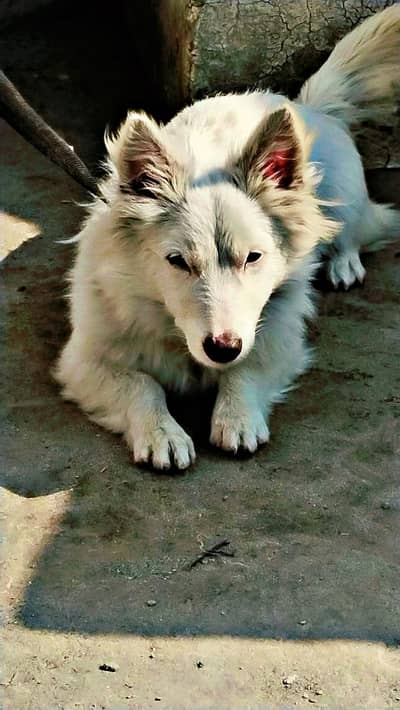 Russian Male dog for sale