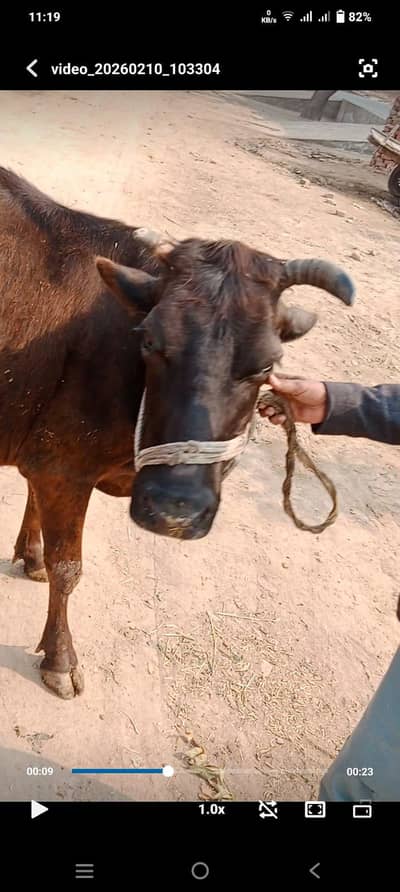 Jarsi Crozz, Tella Rang