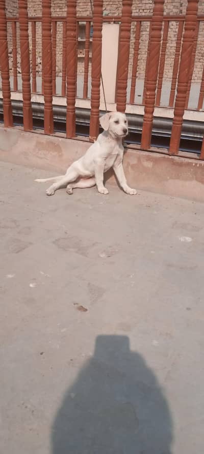 Labrador Female puppy