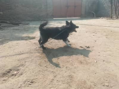 *Russian dog for sale*