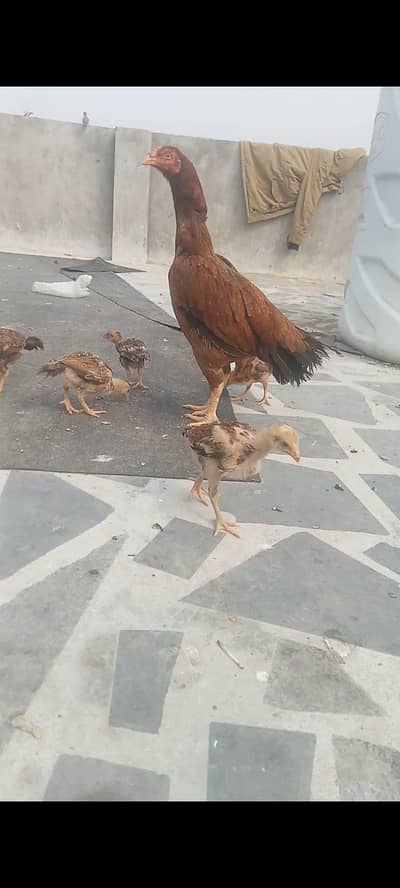 Aseel hen with chicks