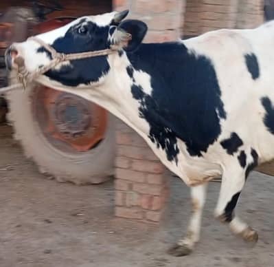 faresion cow/jersey sahiwal cross/cholistani cross/گاے