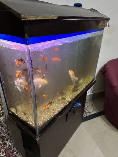 Aquarium with fish with air pump
