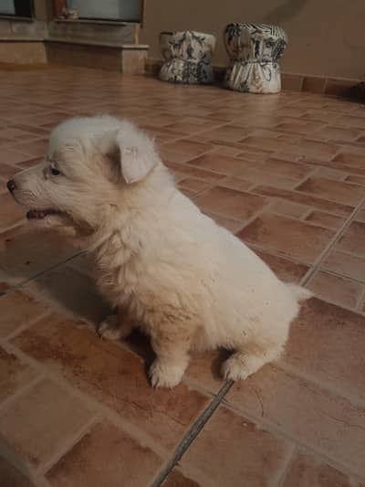Russian puppy for sale