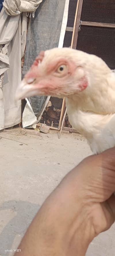 pure heera aseel white madi 03224968567