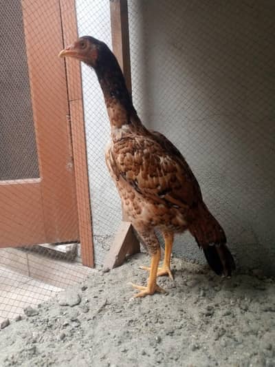 Aseel murgi for sale price my acha discount ho jay ga