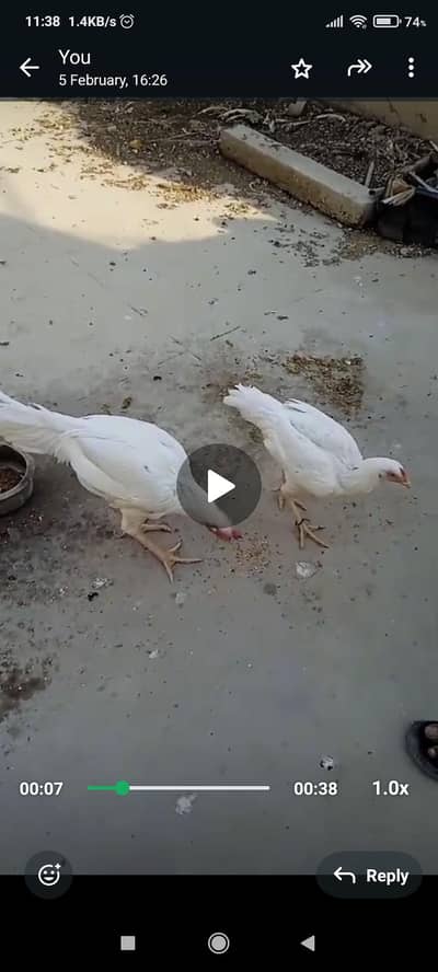 aseel murga murgi pair