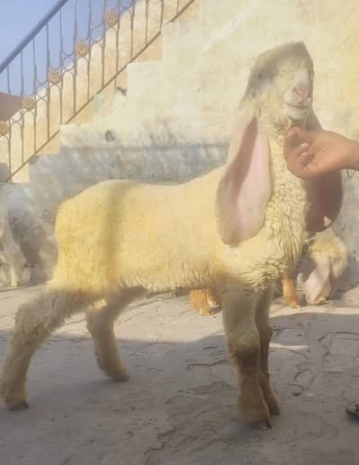 kakka kajla chatra male