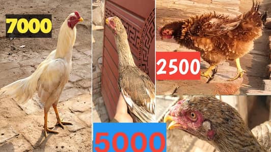 Hera Asee, Cheeni aseel , fertile stylish hens /03132936445