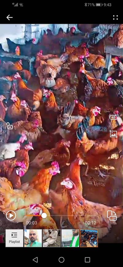 Desi hens for sale egg dye rahii h