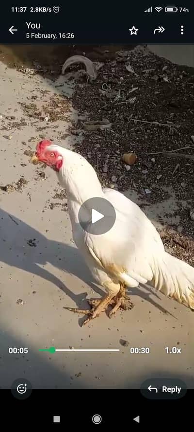 aseel murga murgi pair