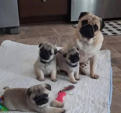 pug puppies 03111968618