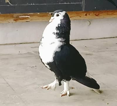 Sherazi Breder Male For Sale