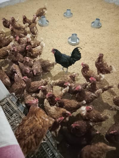 Lohman brown hens for sale