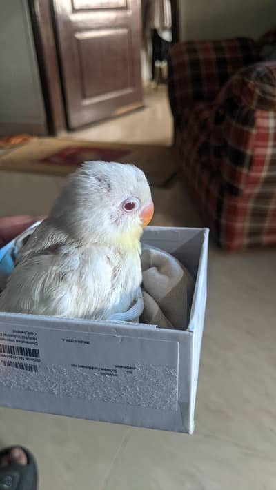 Tamed Love Bird Zero Bite Fly Tamed Albino Red Eye