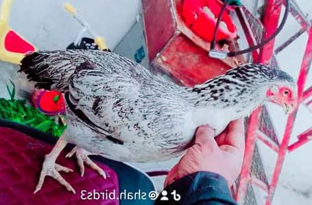 best quality aseel parrotbeak hen