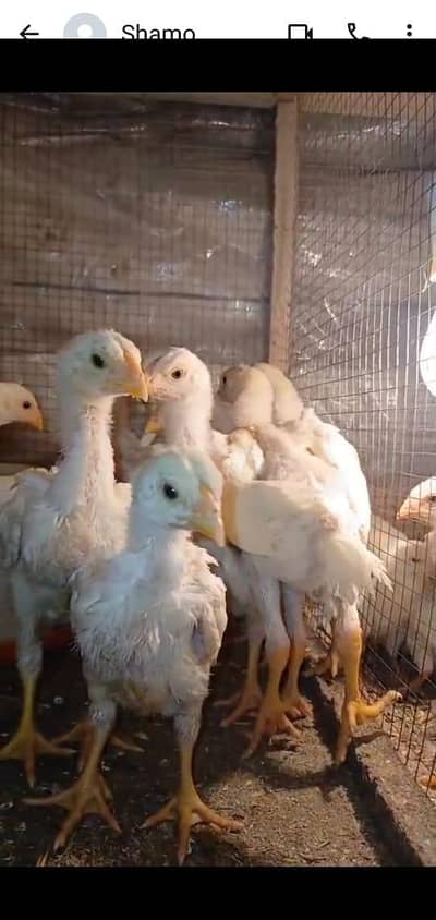 shampoo Indian parrot 03195324976