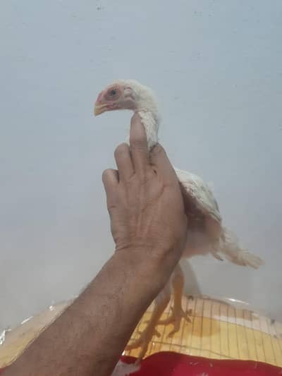 shampoo Indian parrot 03195324976