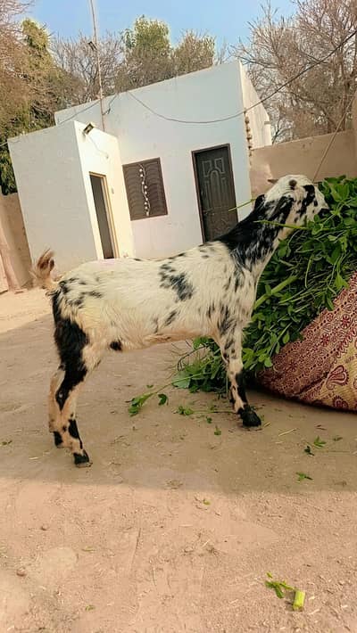 Mundri patha for sale mian channu