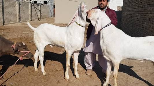 Qurbani ke liye 2 Bakre for sale.  +03102729869