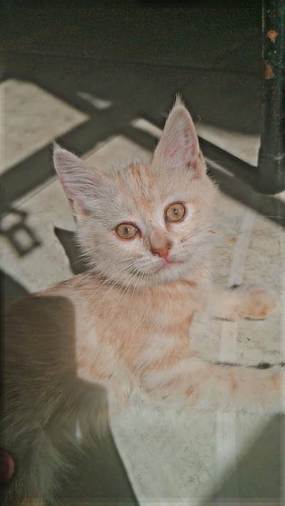 persian kitten pair for sale