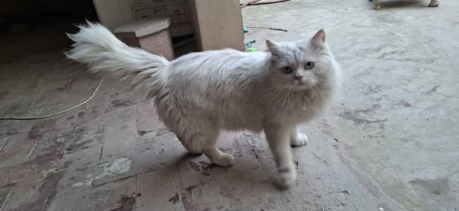 Persion Cats Available