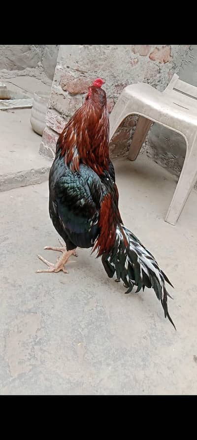 wahtsup number 03450541194