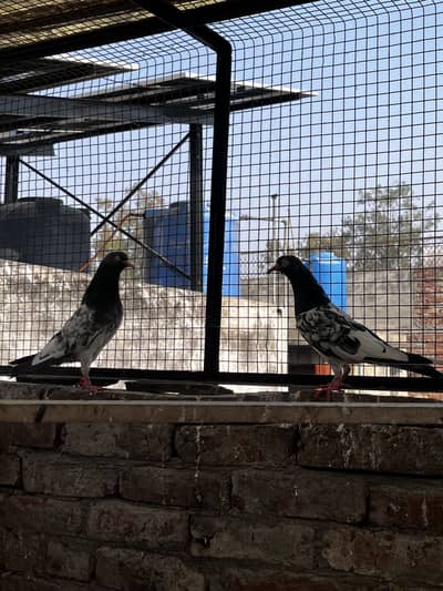 Pure saith wala teddy pair barek nok wala