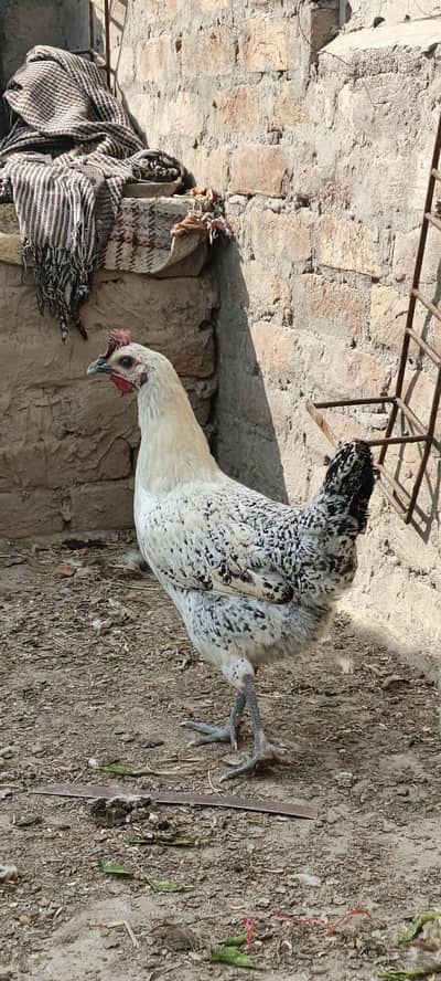 eggs wali murgiya. . . . . 03067552191 whatshapp number