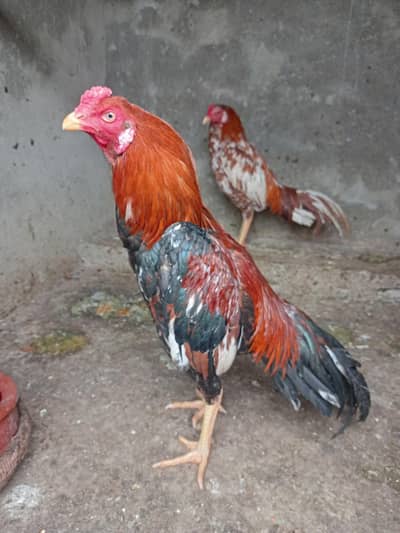 Aseel mianwali rooster looking for new shelter.