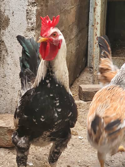 butter cup dhandharvi breed double comb 1 trio or 2 pure desi  hens