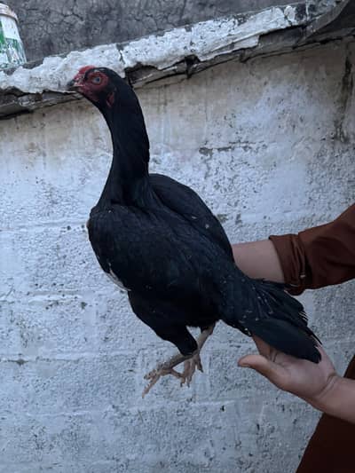 A+quality aseel hen ready to eggs 03175043101whatsapp number