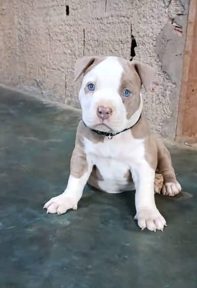 pitbull puppies 03111968618