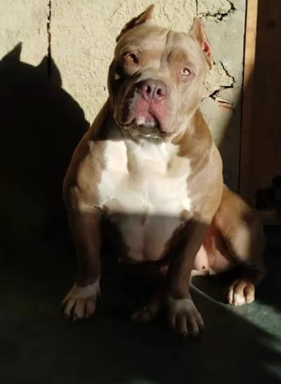 pitbull puppies 03111968618