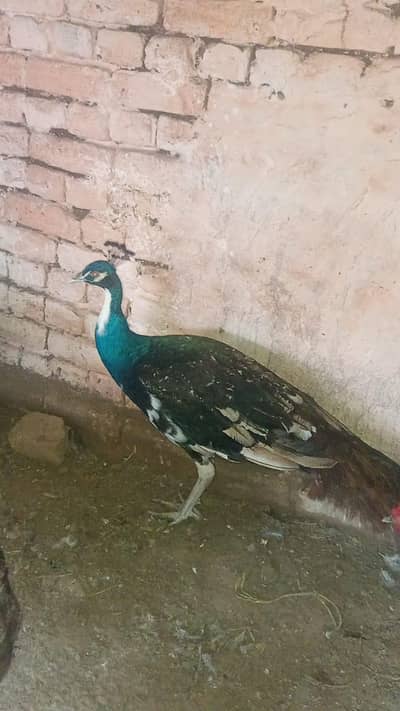 Peacock  Male and Red Golden Turkey  Male