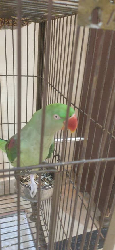 Raw parrot full tamed