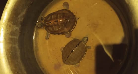 Golden coin (Brown roofed) Turtle 