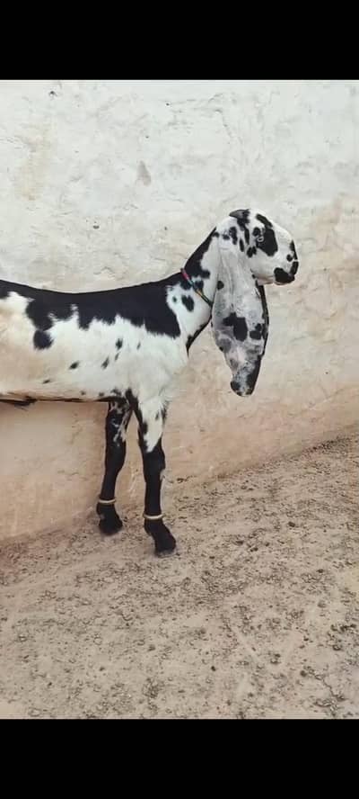 sahiwal pure bital fresh do dant