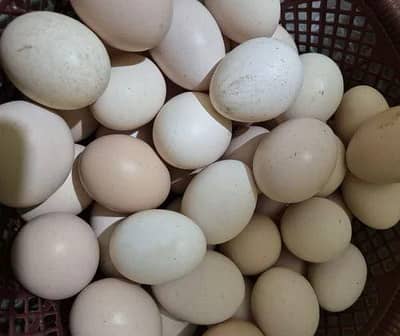 Pure Desi Murghi  Eggs