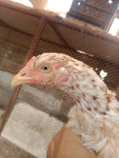 Mianwali  X Sindhi aseel hen. .