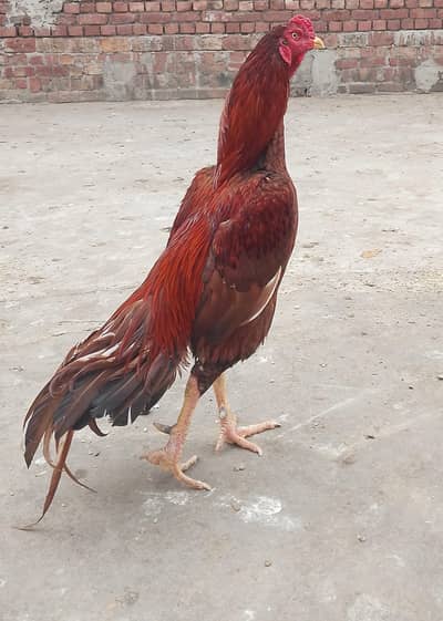 aseel eggs available fix rate